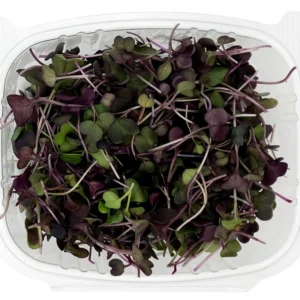 Red Radish Microgreens