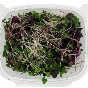 Spicy Mix Microgreens